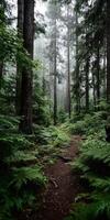 Serene forest trail surrounded by lush greenery photo