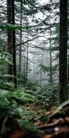 Misty forest path surrounded by tall trees photo
