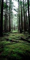 Lush green forest with tall trees and mossy ground photo