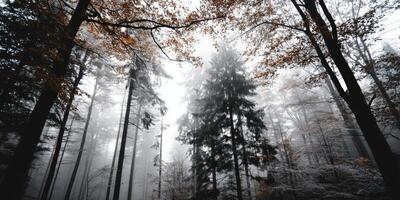 Misty forest landscape with towering trees in autumn photo
