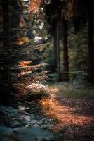 Lush forest pathway illuminated by golden sunlight photo