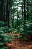 Lush forest pathway inviting exploration in nature photo