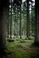 Moss-covered forest floor under tall evergreen trees photo