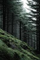 Misty forest with lush greenery and towering trees photo