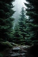 Misty forest path inviting exploration among tall trees photo