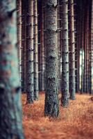 Tranquil forest with towering pine trees at dusk photo