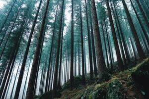 Tall trees create a serene atmosphere in a dense forest photo