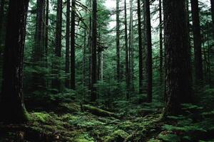 Towering trees in a lush, majestic forest photo