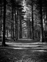 Shadows of a quiet forest path in black and white photo