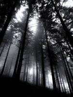 Misty forest with towering trees under soft light photo