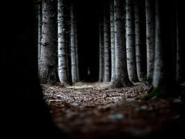 Mysterious path through a dark forest in autumn photo