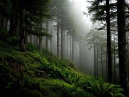 Fog wraps a serene forest in morning light photo