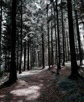 Path through a tranquil forest in early afternoon light photo