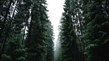 Mystical forest path surrounded by lush green trees photo
