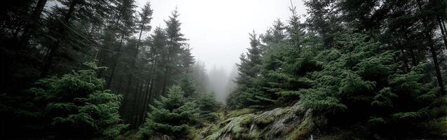 Fog envelops a dense forest in early morning light photo