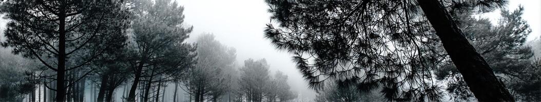 Mysterious fog envelops a tranquil forest landscape photo