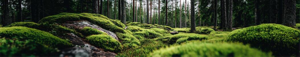 Lush green moss covers forest floor in early morning photo