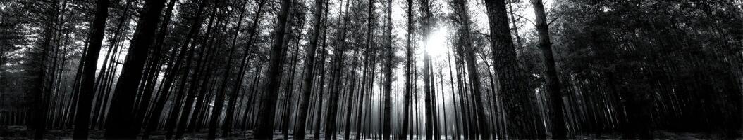 Sunlight filtering through dense forest trees photo