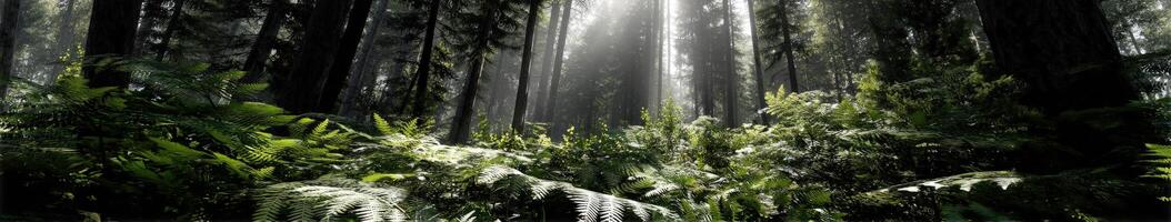 Morning sunlight through the forest canopy photo