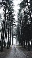 Serene pathway through a misty forest landscape photo