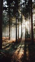 Light filters through trees in a tranquil forest photo