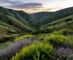 Green hills with wildflowers bloom at dusk photo