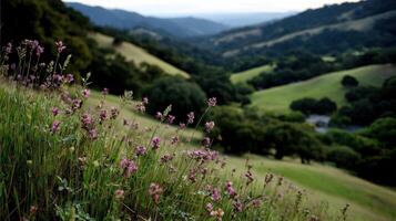 Wildflowers in the hills near a valley photo