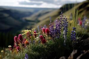 Wildflowers in the columbia river gorge photo