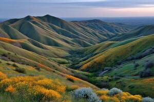 Rolling hills adorned with vibrant wildflowers at dusk photo