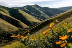 Vibrant wildflowers bloom under mountains in spring photo