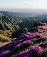 Vibrant purple flowers cover rolling green hills photo