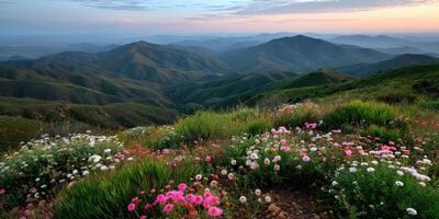 Vibrant wildflowers fill the mountain landscape photo