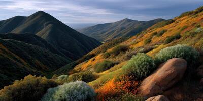 Vibrant wildflower bloom in scenic mountain landscape photo