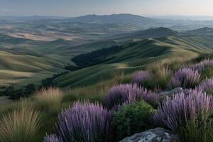 Purple flowers bloom on hills by distant mountains photo