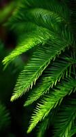 Lush green fern fonds thriving in a serene forest photo