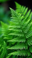 Lush green fern fronds thriving in a vibrant forest photo