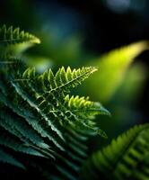 Lush green fern foliage glows in soft sunlight photo