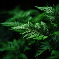 Exploring lush fern fonds in a tranquil forest photo