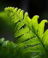 Vibrant green fern fronds illuminated by natural light photo