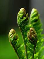 New ferns emerging in a lush green forest setting photo