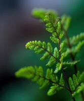 Lush fern fonds growing in a tranquil natural setting photo