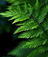 Lush green fern leaves illuminated in nature's glory photo