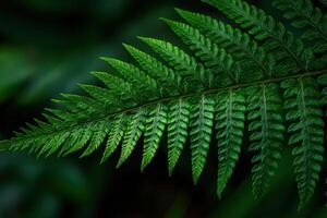 Richly textured green fern leaf in natural setting photo
