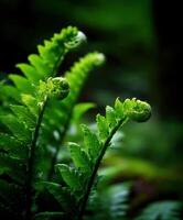 Lush green ferns unfurling in a forest setting photo