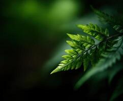 Lush green ferns with intricate leaf patterns in nature photo