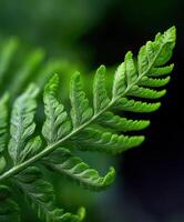 Fern fronds thrive in tranquil nature photo