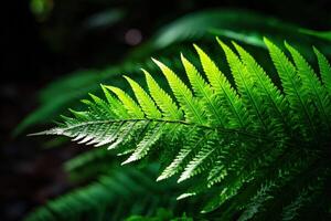Vibrant fern leaves basking in soft sunlight photo