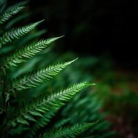 Lush green fern fronds thriving in a quiet forest photo