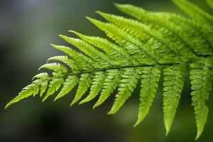 Vibrant green fern leaf close up in natural setting photo