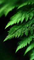 Lush green fern fronds fill the forest background photo